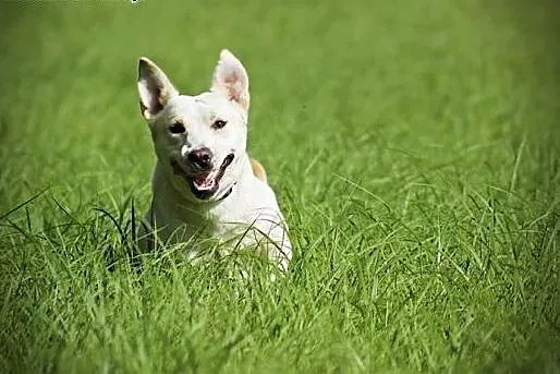 Radosna, grzeczna Lucy - biszkoptowy labrador szuk