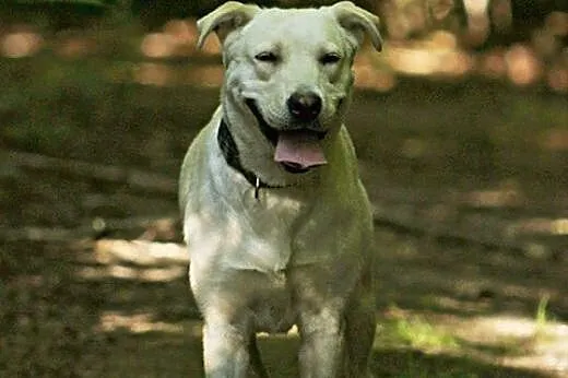 Radosna, grzeczna Lucy - biszkoptowy labrador szuk