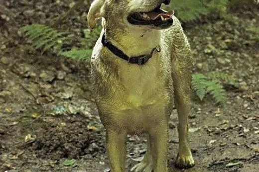 Radosna, grzeczna Lucy - biszkoptowy labrador szuk