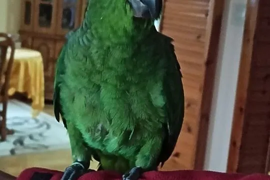 Papuga Amazonka mączna skromna samica, Tarnów