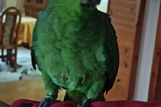 Papuga Amazonka mączna skromna samica, Tarnów