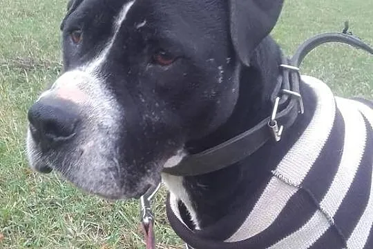 Amadaeusz - przepiękny dostojny i łagodny AMSTAFF 
