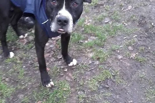 Amadaeusz - przepiękny dostojny i łagodny AMSTAFF 