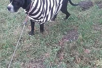 Amadaeusz - przepiękny dostojny i łagodny AMSTAFF 