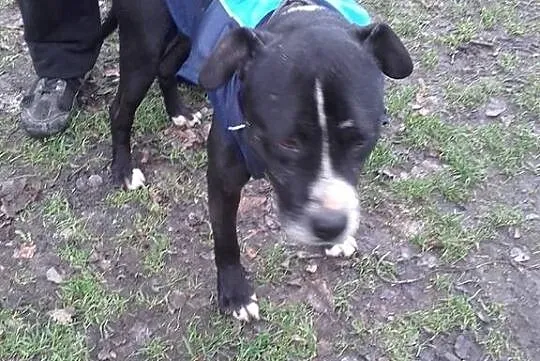 Amadaeusz - przepiękny dostojny i łagodny AMSTAFF 
