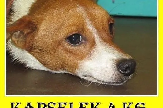 4kg,mały,młody,1 rok,uwolniony z łańcucha piesek KAPSELEK.Pilne,  śląskie Katowice
