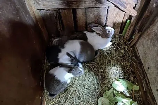 Młode króliki holenderskie 3 sztuki, Mazowieckie, Grójec