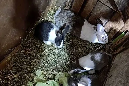 Młode króliki holenderskie 3 sztuki, Mazowieckie, Grójec