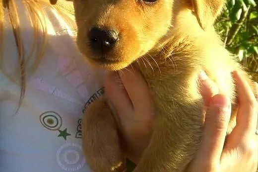 Malenka biszkoptowa sunia 2 miesieczna,adopcja!!,  świętokrzyskie Kielce