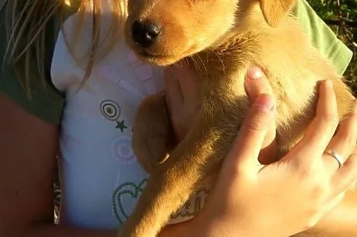 Malenka biszkoptowa sunia 2 miesieczna,adopcja!!, 