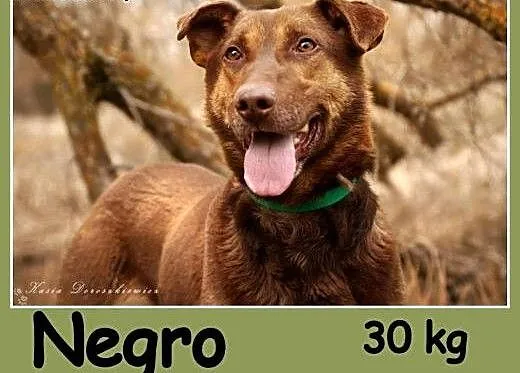 30 kg, zrównoważony, spokojny, grzeczny,przyjazny