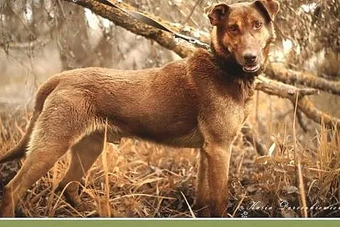 30 kg, zrównoważony, spokojny, grzeczny,przyjazny 