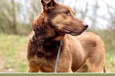 30 kg, zrównoważony, spokojny, grzeczny,przyjazny 