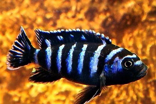 Chindongo demasoni - Malawik pasiasty - SZEROKA OFERTA, Pomorskie, Gdańsk