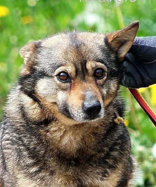 FINKA mała, zrównowazona, przyjacielska sunia do p