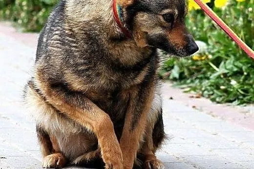 FINKA mała, zrównowazona, przyjacielska sunia do p