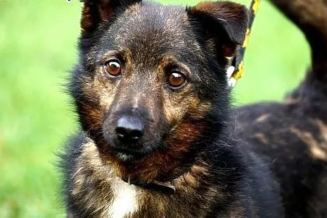 Bezkonfliktowy, radosny wesołek. Aleksander, mały psiak do adopcji,  Kundelki cała Polska