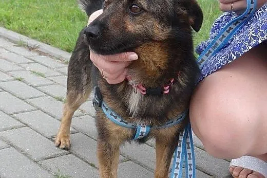 Bezkonfliktowy, radosny wesołek. Aleksander, mały 