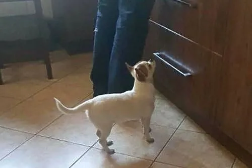 Chihuahua suczka biała 8 miesięczna