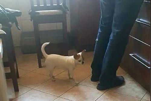 Chihuahua suczka biała 8 miesięczna, Zachodniopomorskie, Szczecin