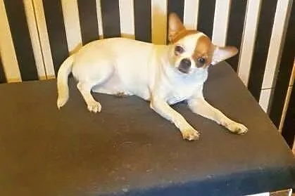 Chihuahua suczka biała 8 miesięczna, Zachodniopomorskie, Szczecin