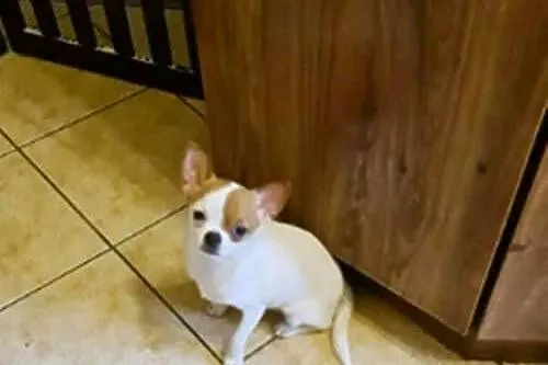 Chihuahua suczka biała 8 miesięczna, Zachodniopomorskie, Szczecin