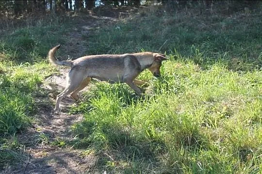 Spraw aby urocza Żaba stała się prawdziwą królewną