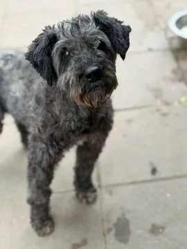 Charlie - psi dziadziuś w typie sznaucera  Charlie trafił do nas bieżącego roku w bardzo złym stanie, , Olsztyn