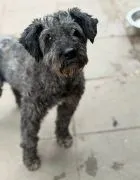 Charlie - psi dziadziuś w typie sznaucera  Charlie trafił do nas bieżącego roku w bardzo złym stanie