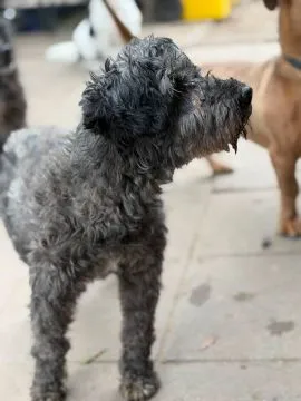 Charlie - psi dziadziuś w typie sznaucera  Charlie trafił do nas bieżącego roku w bardzo złym stanie, , Olsztyn