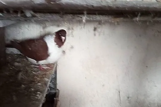 Sprzedam gołębie strasery, Wielkopolskie, Grodzisk Wielkopolski