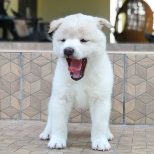 Japoński Shiba Inu   Whatsapp +447506188115  Japoński Shiba Inu, , leeds