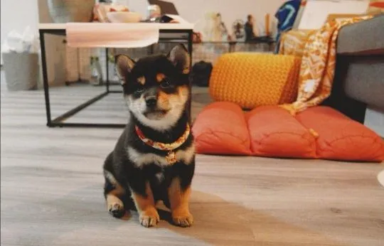 Japoński Shiba Inu   Whatsapp +447506188115  Japoński Shiba Inu, , leeds
