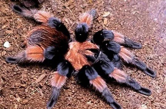 Brachypelma Emilia 4DC samica ptasznik pająk, Podlaskie, Wysokie Mazowieckie