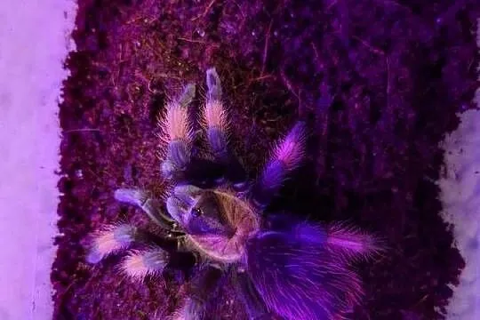 Brachypelma Emilia 4DC samica ptasznik pająk, Podlaskie, Wysokie Mazowieckie