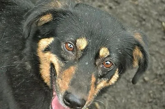 FOCUS - 4 letni cudny psiak do adopcji