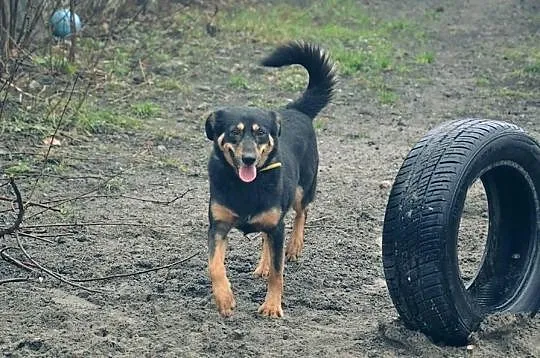 FOCUS - 4 letni cudny psiak do adopcji