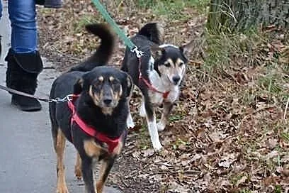 FOCUS - 4 letni cudny psiak do adopcji
