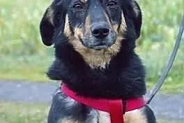 FOCUS - 4 letni cudny psiak do adopcji