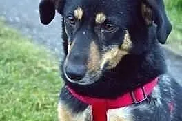 FOCUS - 4 letni cudny psiak do adopcji