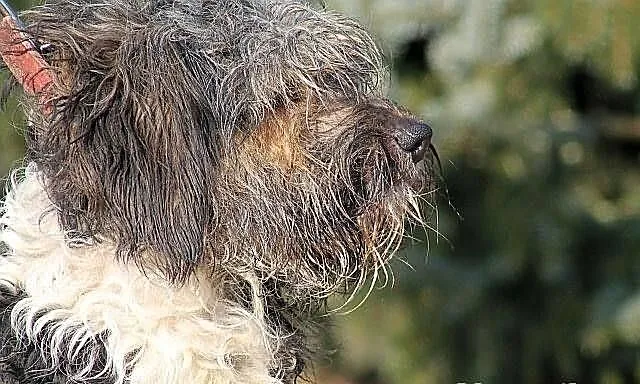 MELANŻ - średniej wielkości rozczochraniec do adop