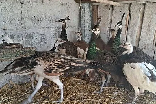 Sprzedam pawie