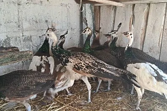 Sprzedam pawie, Wielkopolskie, Turek