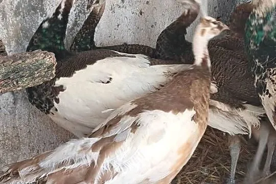 Sprzedam pawie, Wielkopolskie, Turek
