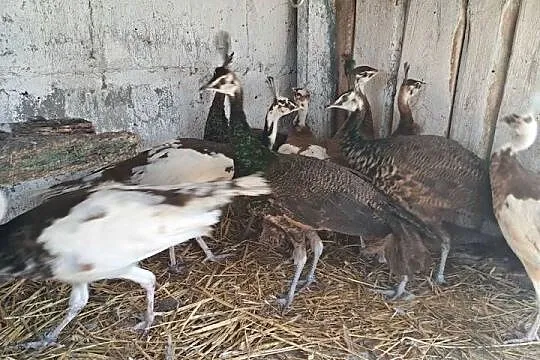 Sprzedam pawie, Wielkopolskie, Turek
