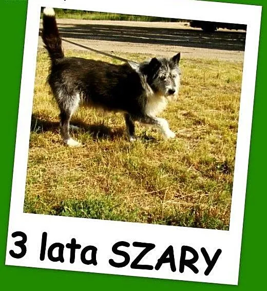 Owczarek pirenejski mix,czujny,odważny,wierny,duży