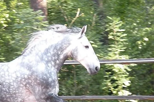 Odsadki śląskie