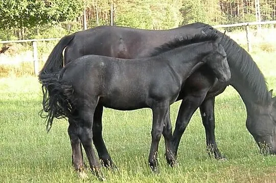 Odsadki śląskie