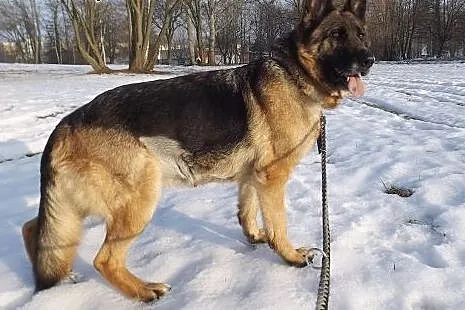 Roxana w typie owczarka niemieckiego,  warmińsko-m