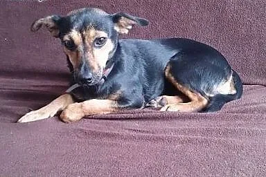 Fisia - 6 kg szczęścia , idealna sunia do adopcji,  mazowieckie Warszawa